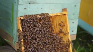 Arılar bal petekleri üzerinde çalışır. Bal için ahşap çerçeveye odaklan. Bal peteği mavi kovanın yanında duruyor..