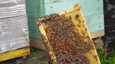 Arı kovanının çerçeveleri. Arı yetiştiricisi bal topluyor. Bal hücreleri üzerinde çalışan arılar. Apiary kavramı.