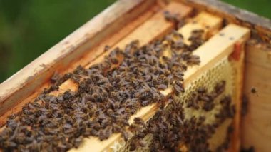 Arı kovanında bal peteği üzerinde çalışkan arılar