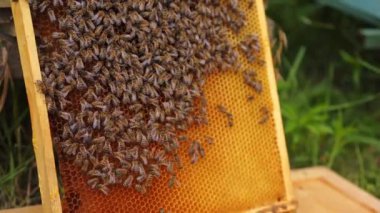 Çalışma arılar petek üzerinde. Çerçeveler, bir arı kovanı. Apiculture