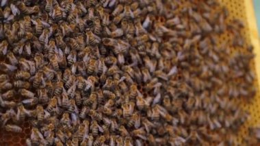 Çalışma arılar petek üzerinde. Çerçeveler, bir arı kovanı. Apiculture