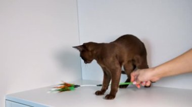 Küçük Birmanyalı kedi yavrusu tanınmayan ev sahibesiyle oynuyor. Tüylü küçük evcil hayvan oyunları. Beyaz arkaplan.