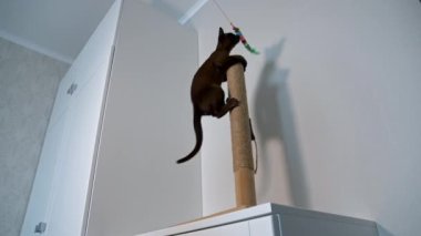 Küçük kedi yavrusu oyuncakla oynuyor. Kedi oyuncak yakalamak için tırmanır. Sağlıklı, genç bir evcil hayvan. Çikolatalı kedi yavrusu. Aşağıdan görüntüle.