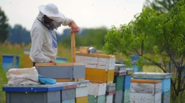 Koruyucu elbiseli arı yetiştiricisi elinde arılarla bir bal hücresi tutuyor. Apiculture. Apiary.