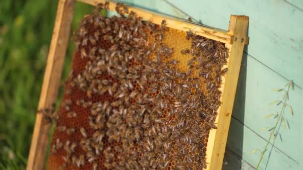 Медова Клітина Бджолами Літають Зверху Сонячний День Лузі Барвистими Вуликами — стокове відео