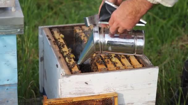 夏天的草地上 成群的蜜蜂在飞舞 蜂箱中的蜂群 蜂群飞向着陆板 蜜蜂在养蜂人手里吸烟 — 图库视频影像