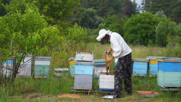 Včelař Ochranných Pracovních Oděvech Kopřivka Včelíně Člověk Pracuje Jaře Včelínech — Stock video