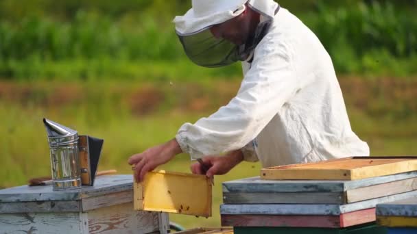 男性养蜂人盖过蜂房背景 男人把新的蜂窝帽戴在男人头上 模糊的背景 蜂蜜和蜜蜂概念 — 图库视频影像