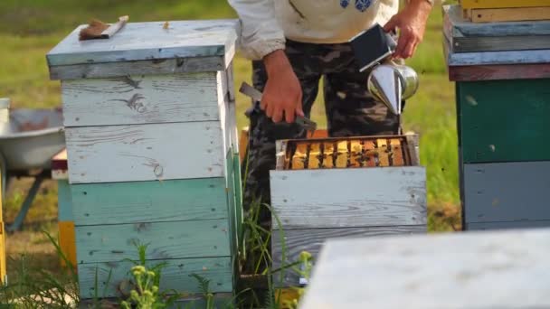 가득한 벌집을 끌어내려고 애쓰는 양봉가 수없는 노동자는 악기와 벌집에서 작동합니다 — 비디오