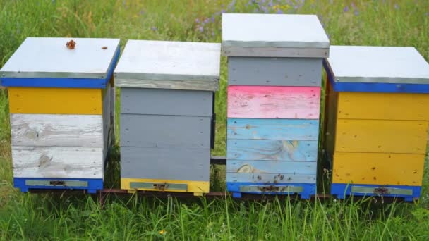 四间不同高度的蜂房耸立在青草上 夏日阳光灿烂 草地上的蜂群五彩斑斓 — 图库视频影像
