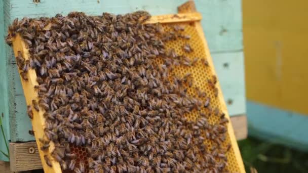 Pracovní Včely Produkují Med Roztomilé Hnědé Užitečné Včely Tlačí Rámu — Stock video