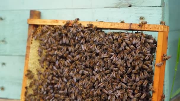 Dřevěný Rám Mnoha Včelami Pracovní Včely Produkují Med Rámec Stojí — Stock video