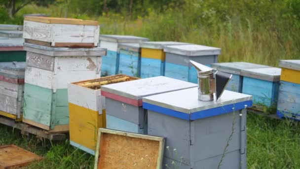 Sarang Kayu Berwarna Warni Berdiri Kandang Lebah Padang Rumput Hijau — Stok Video