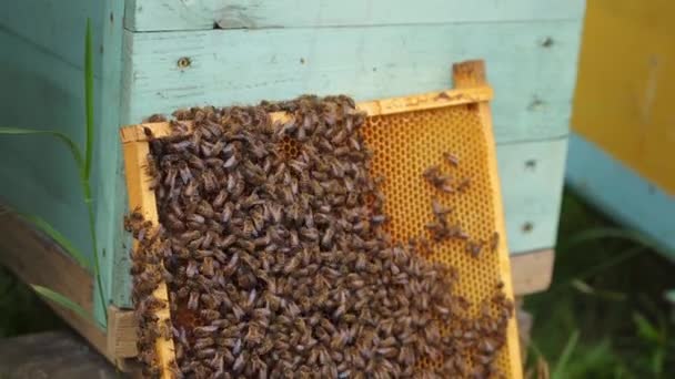 蜜蜂在蜂窝上工作 有选择地把重点放在木制蜂蜜框架上 蜂窝站在蓝色蜂窝附近 — 图库视频影像