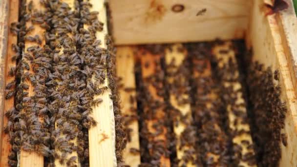 Velká Dřevěná Krabice Malými Prkny Obklopená Mnoha Včelami Selektivní Zaměření — Stock video