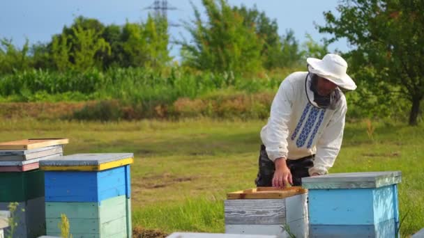 Arı Yetiştiricisi Arıda Çalışıyor Arı Kovanının Çerçeveleri — Stok video