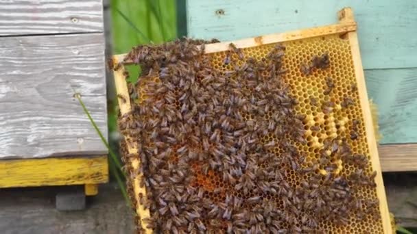 Arı Kovanında Bal Arıları Yaz Mevsiminde — Stok video