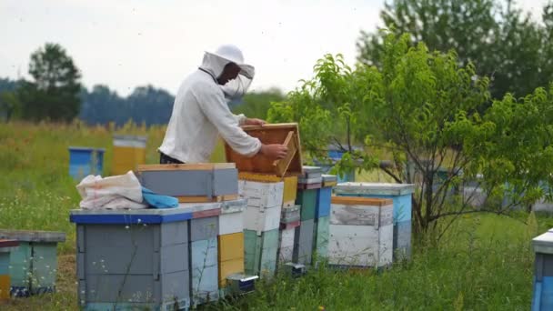 Včelař Provádí Létě Inspekci Včelínů — Stock video