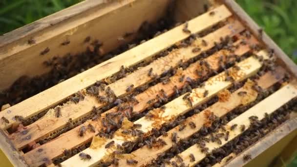 Pszczoły Miodne Plastrze Miodu Pasiece Latem — Wideo stockowe