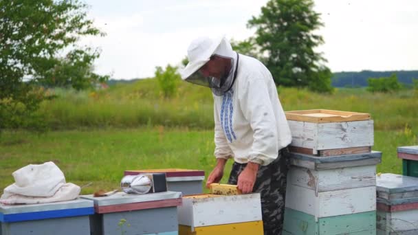 Пчеловод Работает Пчелами Ульями Пасеке Рамки Пчелиного Улья — стоковое видео