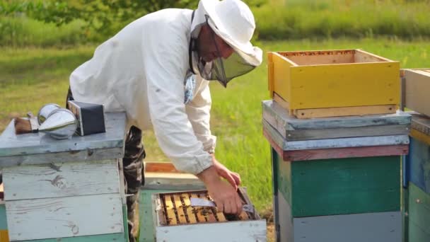 Imker Werkt Zijn Bijenstal Kaders Van Een Bijenkorf — Stockvideo