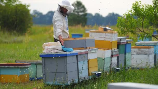 Beekeeper Works Honeycomb Full Bees Outdoors Sunny Day — Stock Video