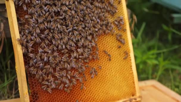 ハニカムに働く蜂は ミツバチの巣箱のフレームです — ストック動画
