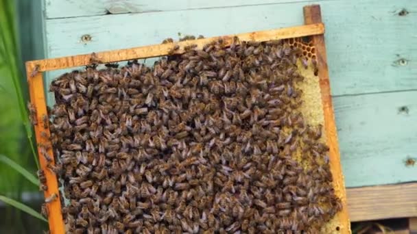 Εργασίας Μέλισσες Στην Κηρήθρα Καρέ Από Μια Κυψέλη Μελισσών Μελισσοκομία — Αρχείο Βίντεο