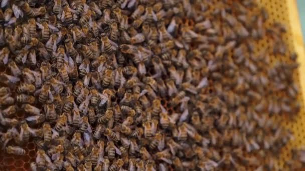 Werkende Bijen Honingraat Frames Van Een Bee Hive Bijenteelt — Stockvideo