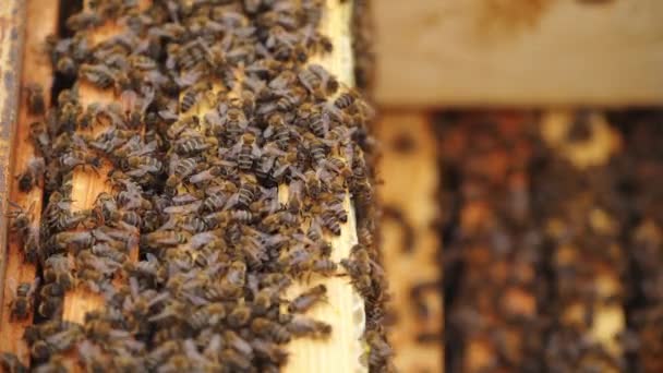 Keményen Dolgozó Méhek Méhsejtszerkezeten — Stock videók
