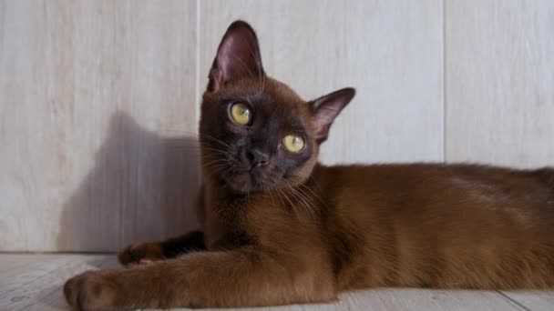 Mały Birmański Kociak Patrzy Uwagą Przodu Piękne Zwierzę Kolorze Czekolady — Wideo stockowe