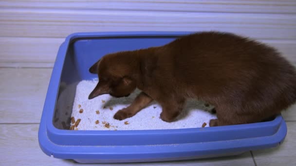 Little Kitten Burmese Breed Tries Dig Hole White Sand Chocolate — Stock Video