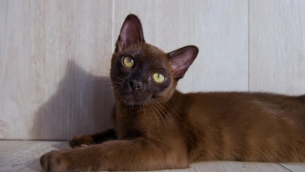 Zabawny Birmański Kotek Podłodze Kot Pięknymi Żółtymi Oczami Słodkie Zwierzę — Wideo stockowe
