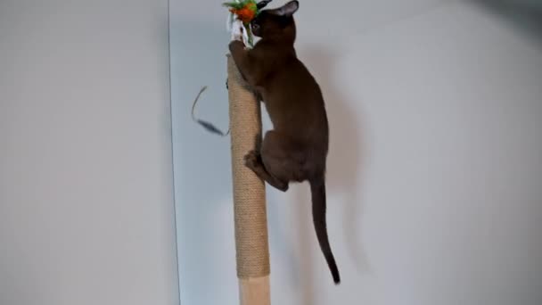 ブラウンビルマの子猫は おもちゃをキャッチするために伸びてジャンプします 美しい家系の動物 猫は喜んで演奏する — ストック動画