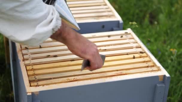 Nierozpoznawalny Pszczelarz Ściąga Plastry Miodu Specjalnym Instrumentem Facet Pracuje Pszczelarzem — Wideo stockowe