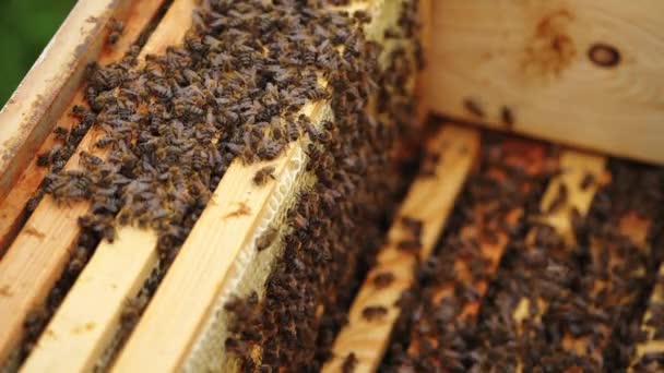 Kovan Içinde Bir Sürü Bal Peteği Var Çalışan Arılar Ahşap — Stok video