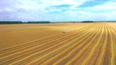 Yaz buğdayı hasadı. Çavdar biçme makineleri altın buğday tarlalarında çalışıyor. Yukarıdan geniş bir mesafeden video.
