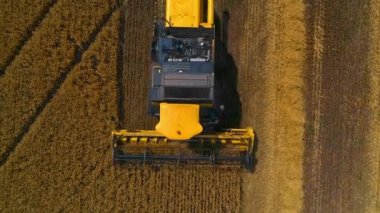 Sarı kombine geniş görüş. Sahadaki özel teknisyen. Altın buğdaylı modern makineler. Yukarıdan video.