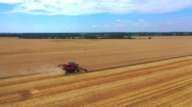 Çavdar biçme makineleri altın buğday tarlalarında çalışıyor. Altın buğday tarlalarında hasatçılar. Yaz buğdayı hasadı. Tarım arazisi olgunlaşmış buğday hasat ediyor.