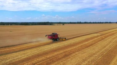 Tarladan olgun mahsulleri toplama süreci. Kırmızı biçerdöveri buğday tarlasında işliyor. Dron 'dan video.