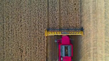 Yukarıdan hasat makinesini birleştirin. Tarım makinesi altın olgun buğday tarlası hasat ediyor. Hasat zamanından sonra bir tarla. Drondan hava görüntüsü.