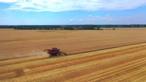 Working Rye Harvester Combine Machines Gold Wheat Fields Harvesters Gold — Stock Video
