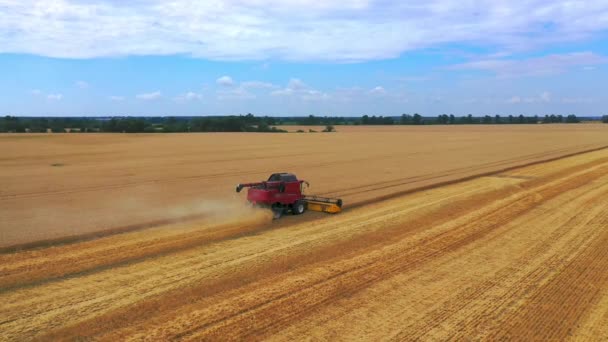 Process Gathering Ripe Crop Field Red Combine Harvester Action Wheat — Stock Video