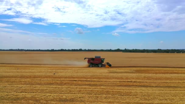 Combines Field Aerial View Harvesters Season Gathering Crops Rye Barley — Stock Video