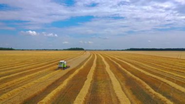 Güneşli bir günde tahıl hasat etme. Tahıllı sarı alan. Tarım tekniği sahada işe yarıyor.