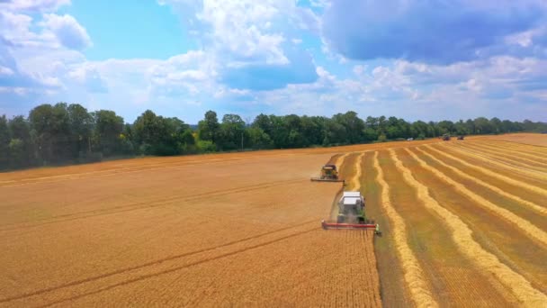 Время Сбора Урожая Комбайн Работающий Пшеничном Поле — стоковое видео