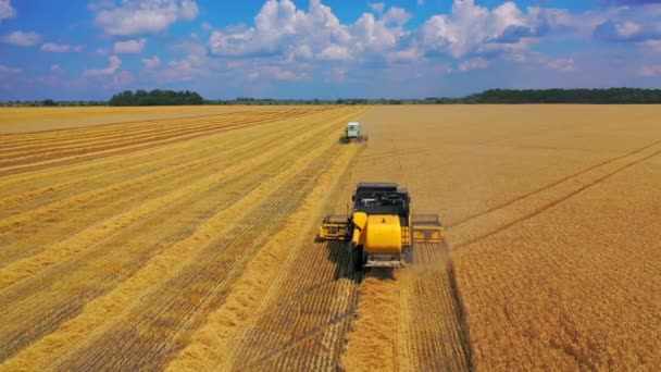小麦畑の作業を収穫するためのハーベスターマシン 小麦畑で働くハーベスターを組み合わせる — ストック動画