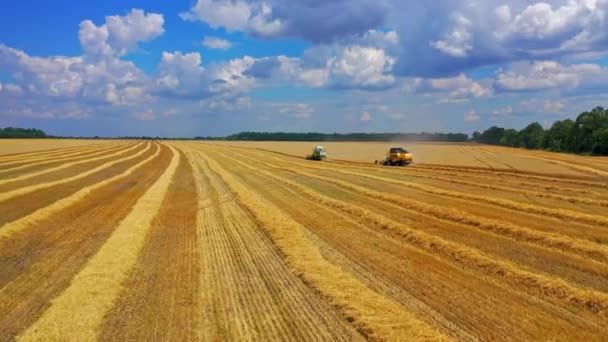 Комбайн Работающий Пшеничном Поле Комбайновый Комбайн — стоковое видео