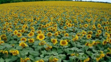 Gündüz tarımsal ayçiçeği tarlası. Çiçek açan tarımsal tarlalar. Yavaş çekim videosu.