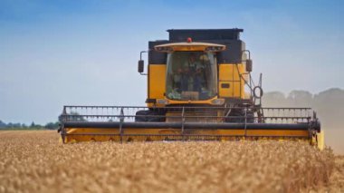 Tarım alanında çalışan ve mahsul toplayan büyük hasatçı birleştiriyor. Kombinatör buğday tarlasında büyük bir hasat makinesini yönetiyor.